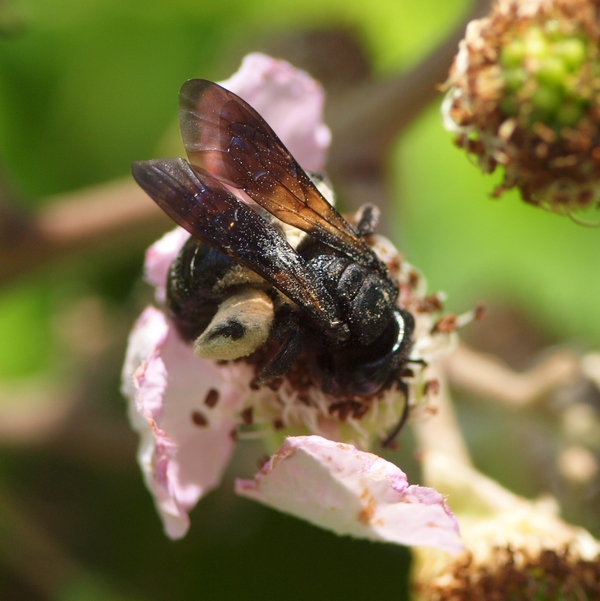 Femmina di Andrena morio